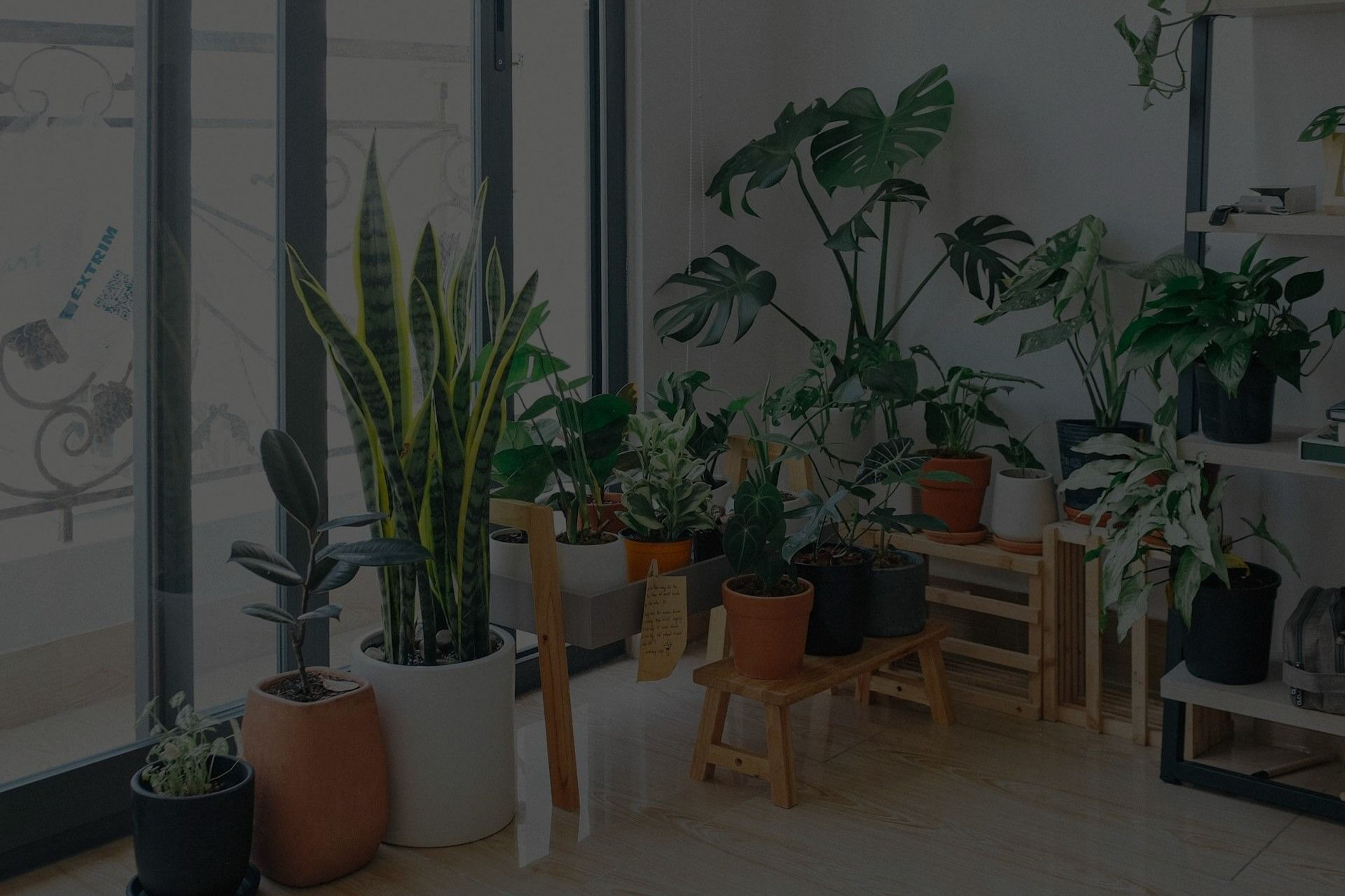 Black Living Room with Plants