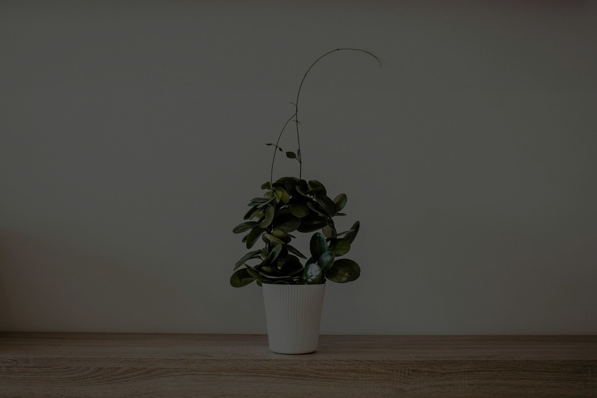 Brown Ends Of Leaves In My Houseplant