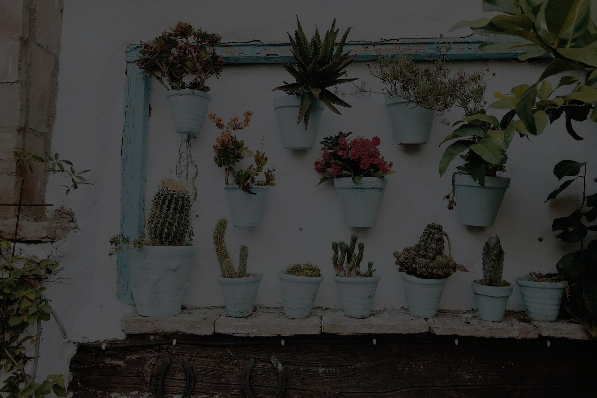 Cactus Plant Dying