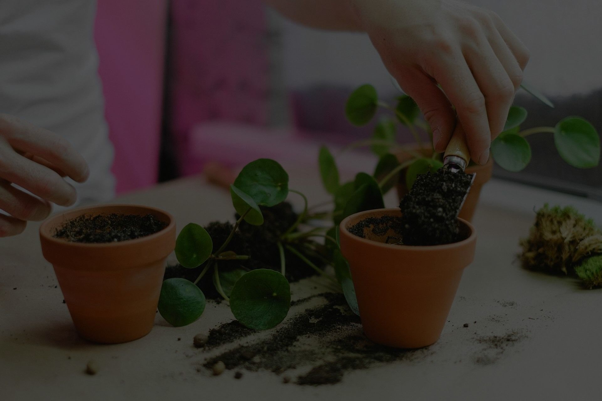 Cutting Dead Leaves Off Plants