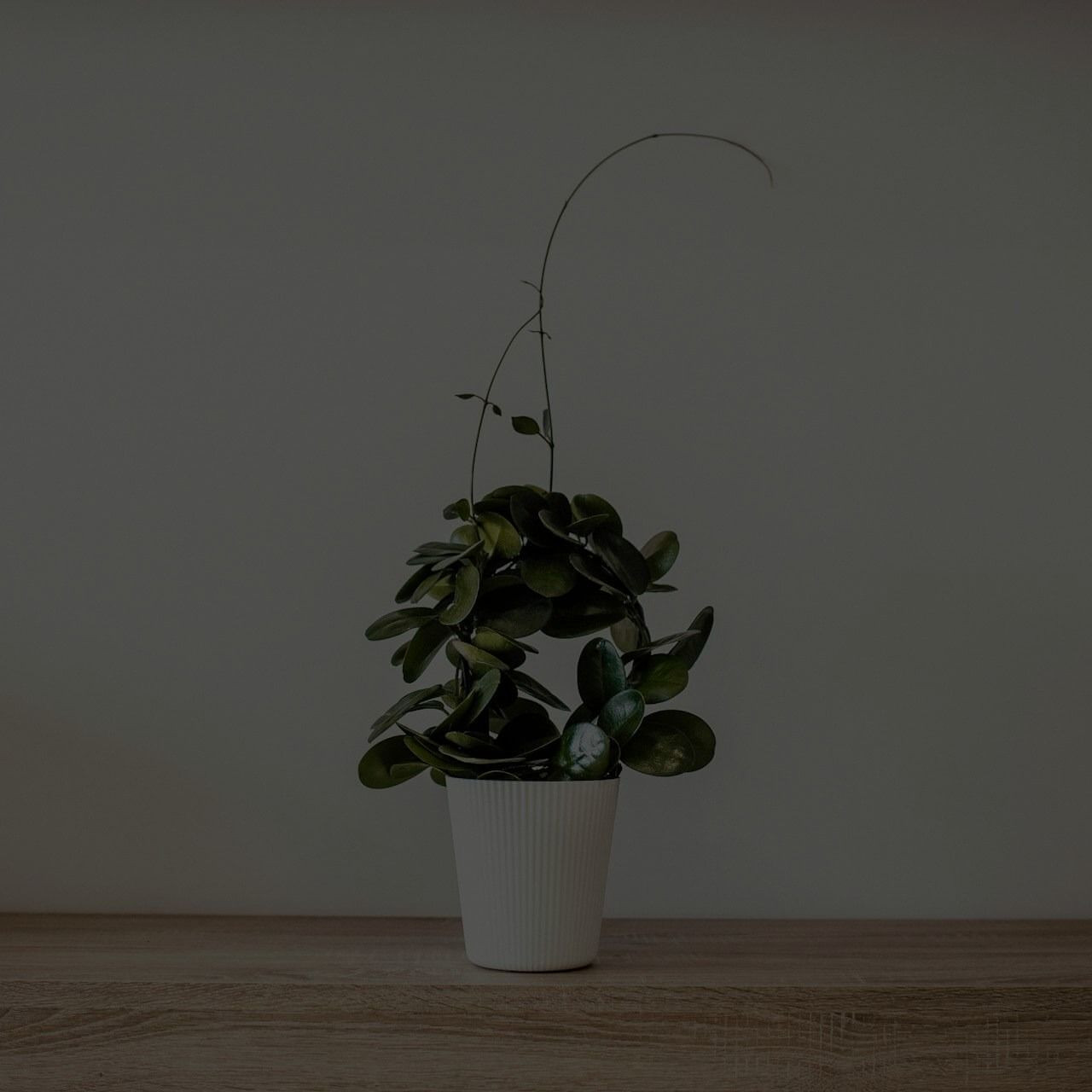 Dead Leaves In Potted Plants