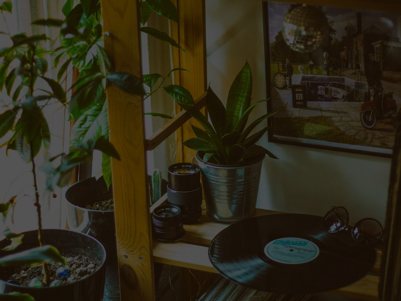 Droopy Indoor Plants