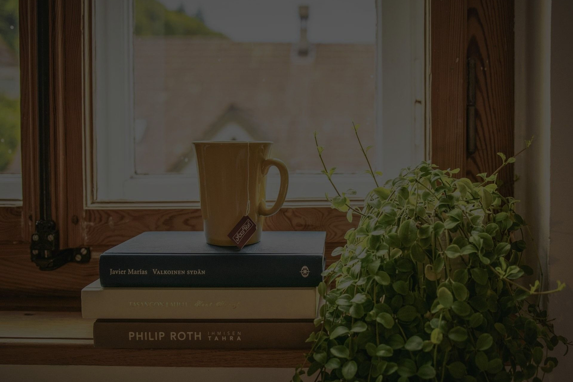 House Plant with Green and Pink Leaves