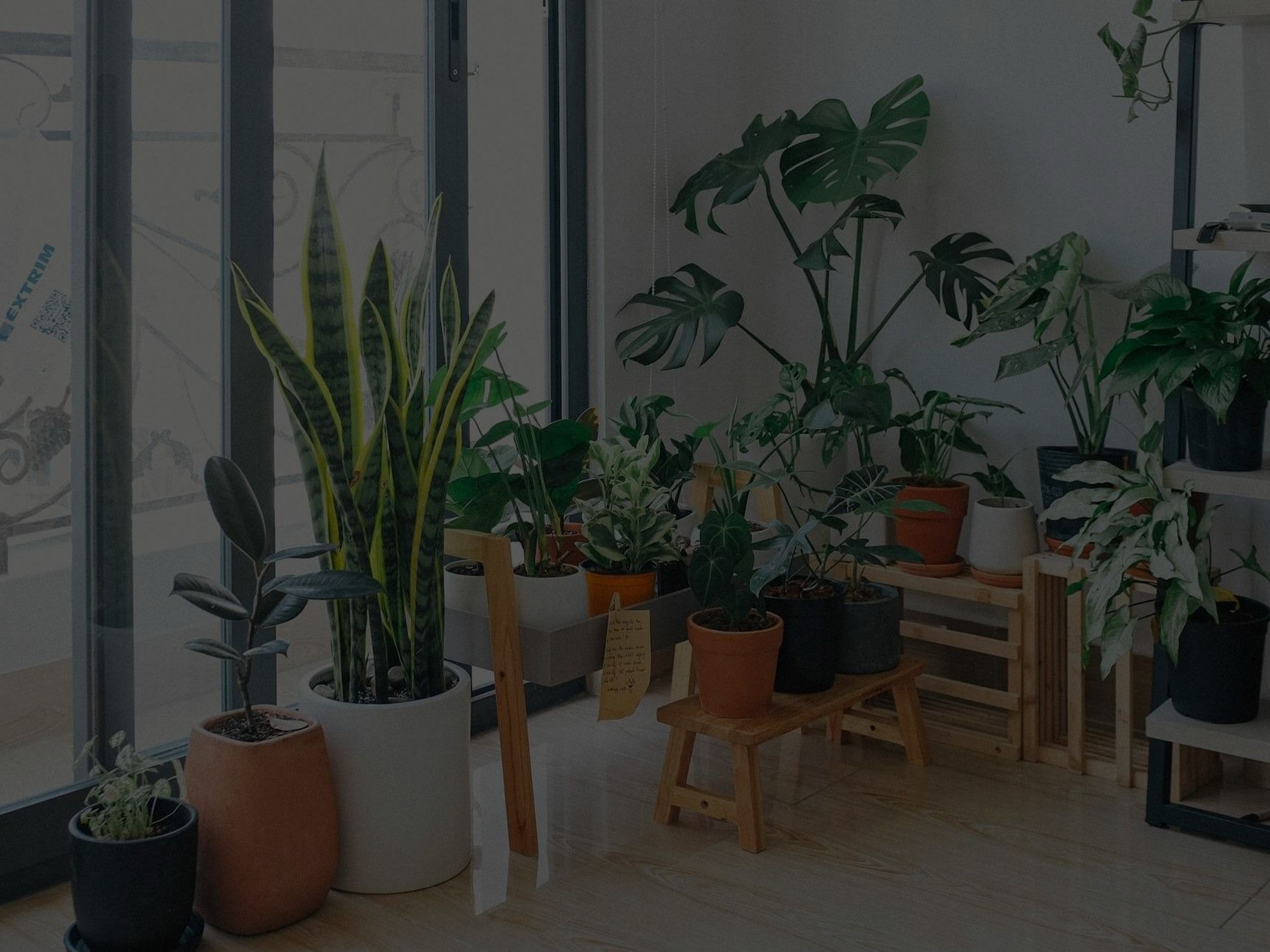 House Plant Yellowing Leaves