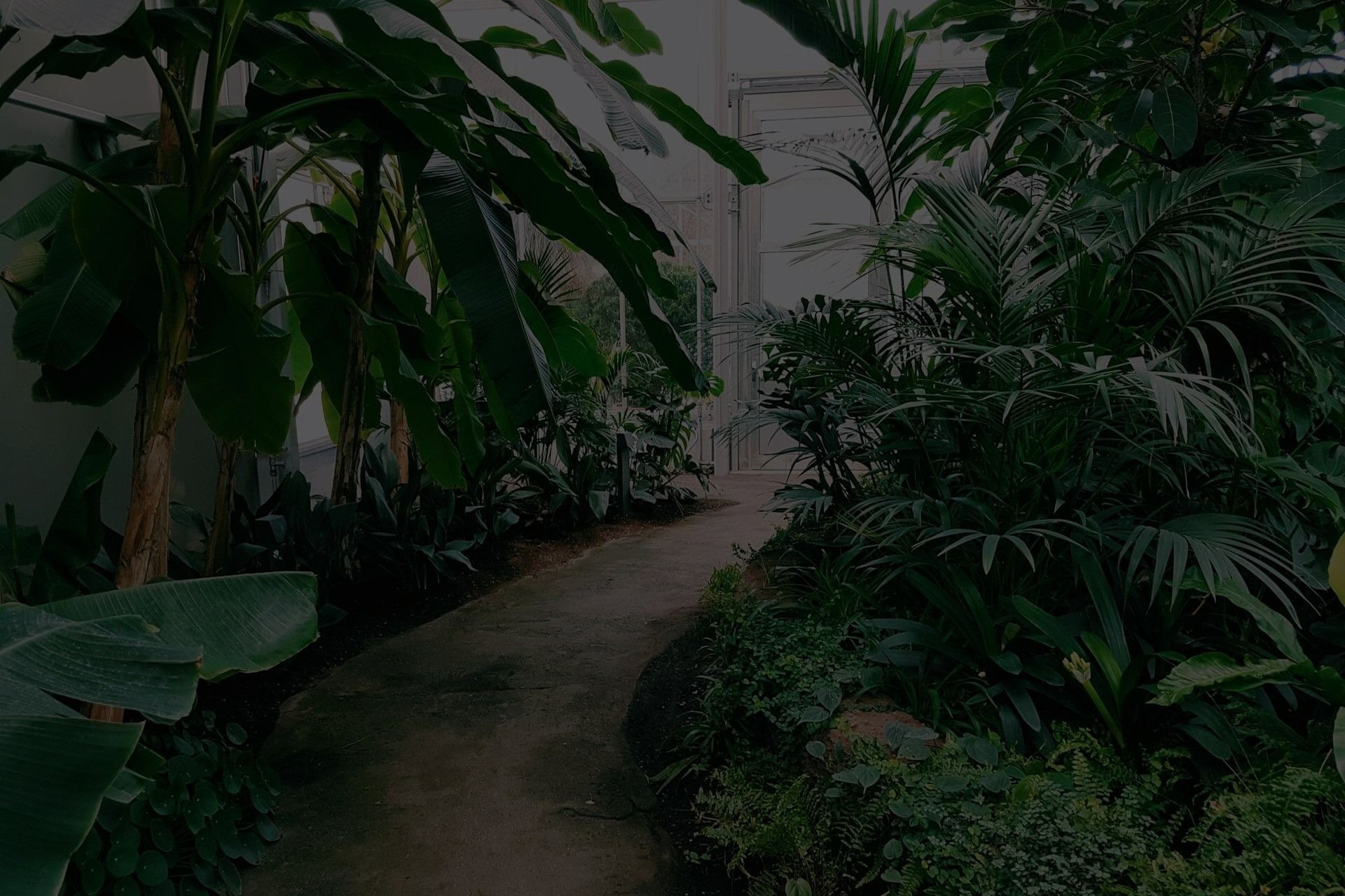 House Plants with Red and Green Leaves