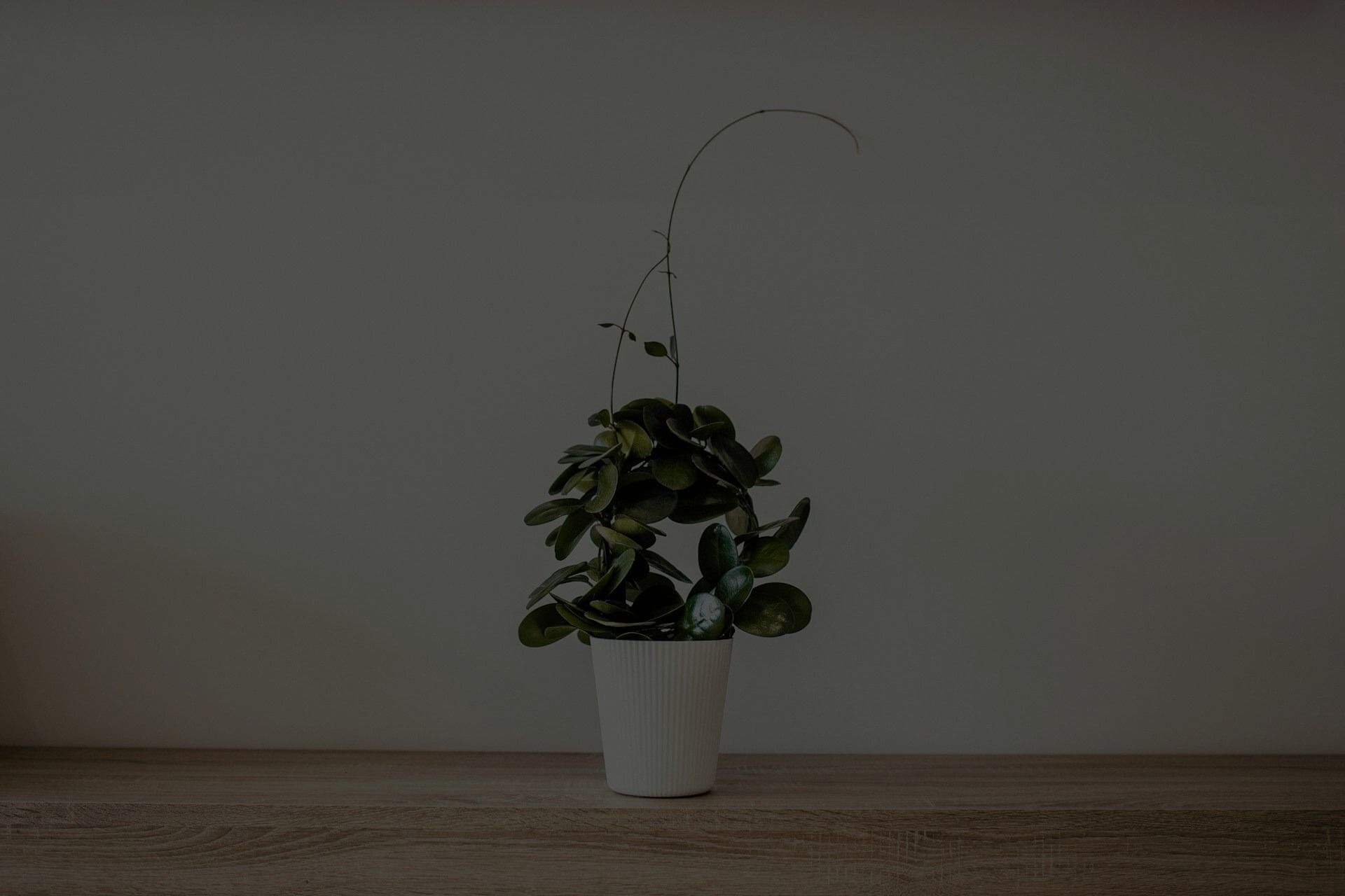 How To Care For a Money Plant
