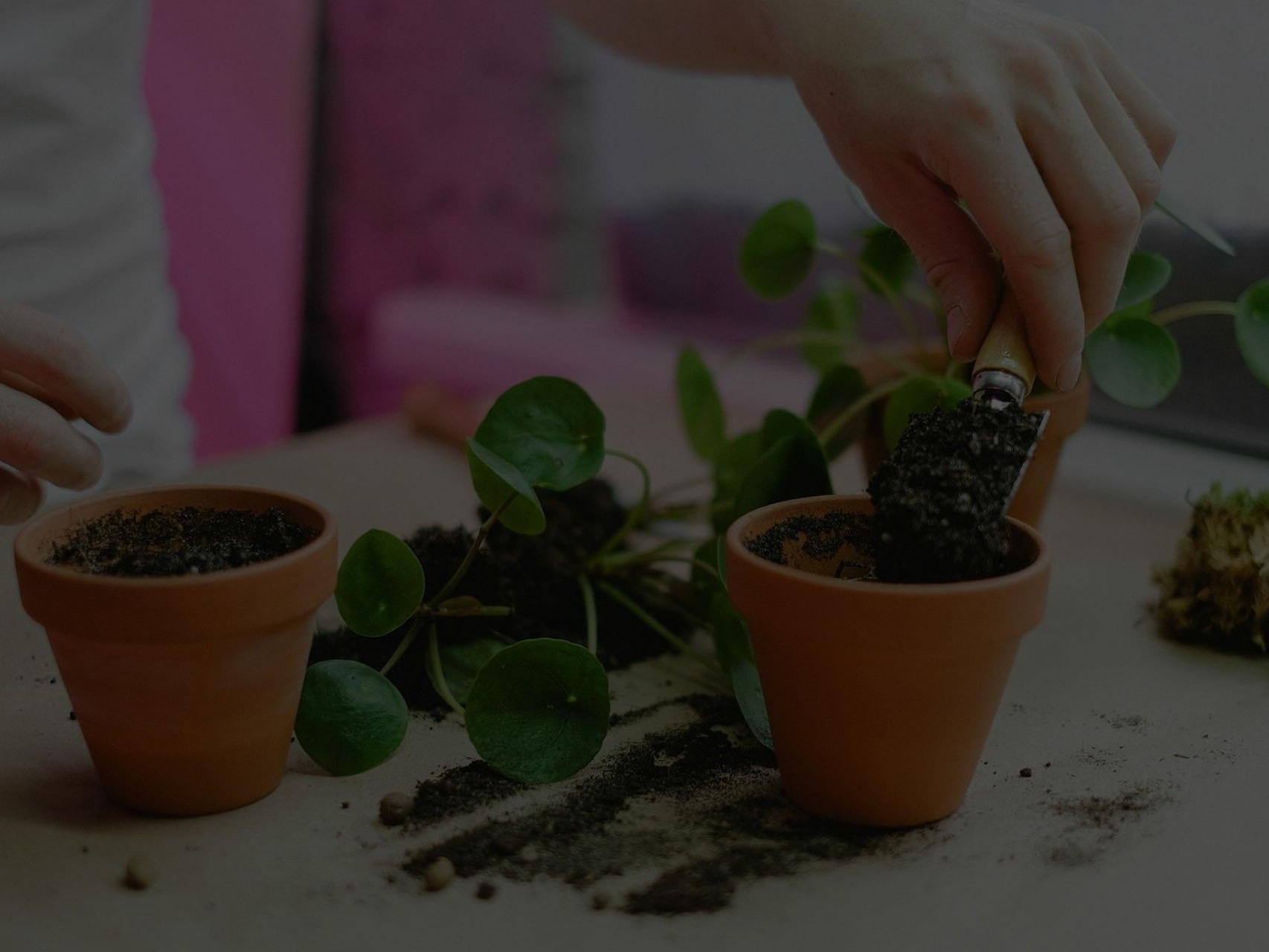 How to Handle Root Rot in Indoor Plants