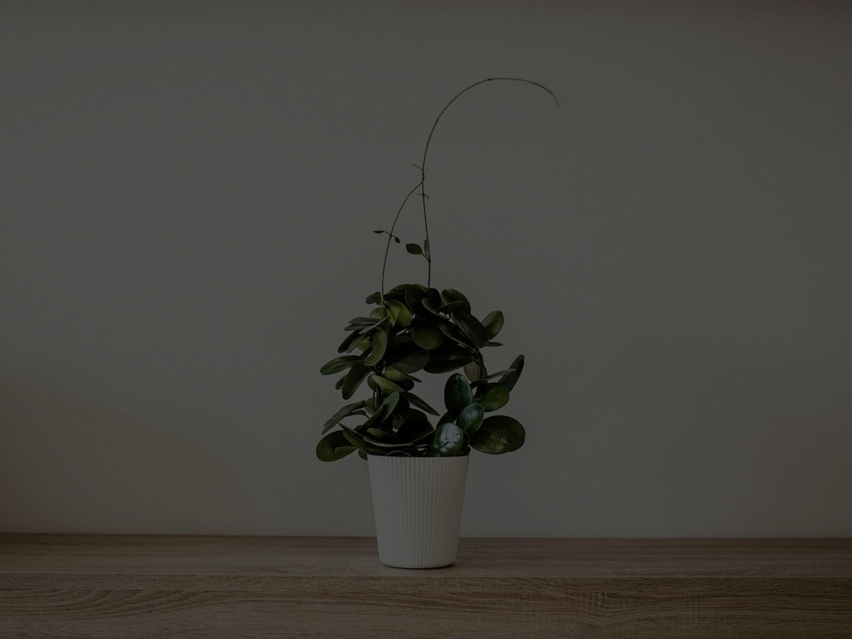 How to Save My Plant From Dying