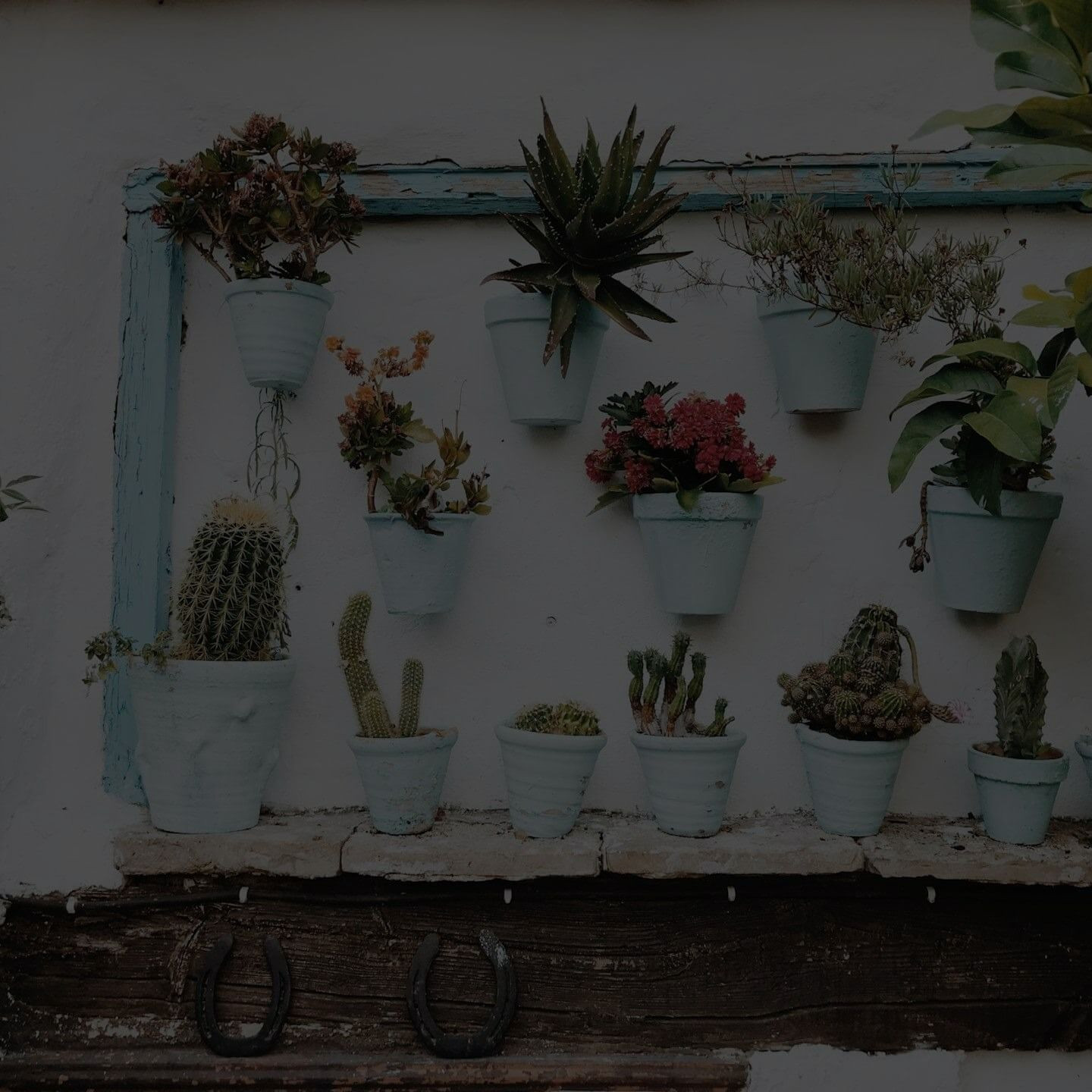 Indoor Plant Soil Drying Out Quickly