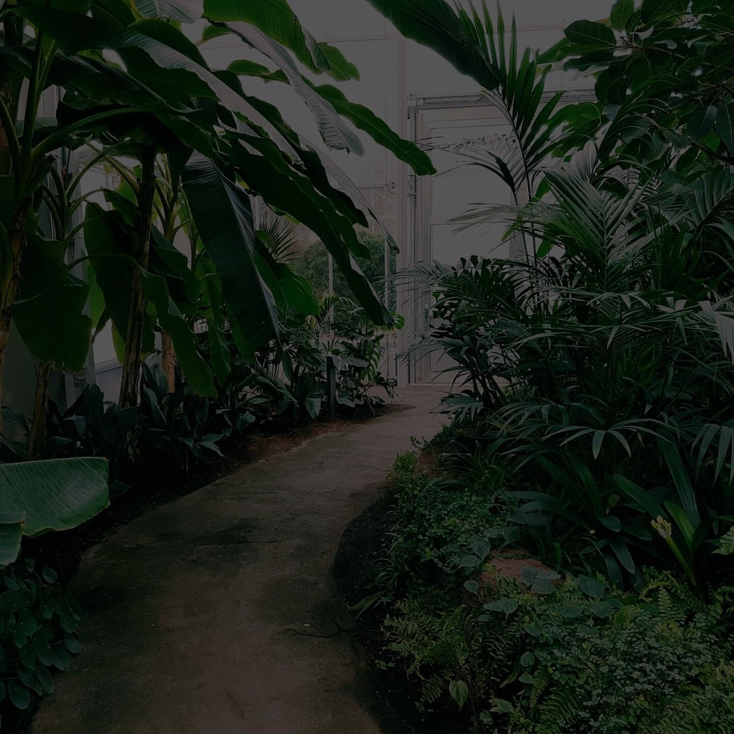 Indoor Plants Leaves Turning Brown