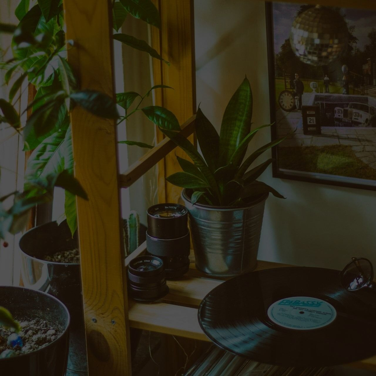 Low-water Plants Indoor