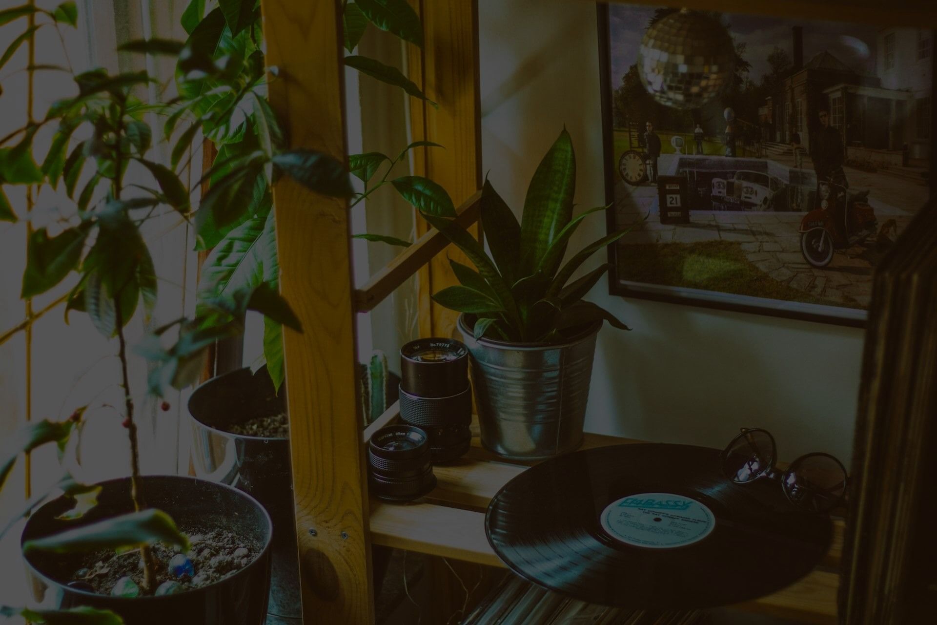 Low-water Plants Indoor